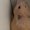 Photo of Hamster C.
