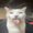 Photo of Dexter R.