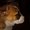 Photo of Butters U.