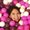 Photo of Anjie C.