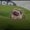 Photo of Food Bandicoot M.