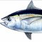 Tuna F.