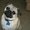 Photo of Pug O.
