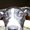 Photo of Terri Z.
