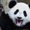 Photo of Traveling Panda ..