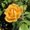 Photo of Bee T.
