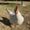 Photo of Trang T.