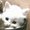 Photo of Lammy -.