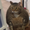 Photo of Guras Shrimp