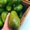 Photo of Honest Avocado ..