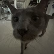 google avatar