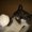Photo of sushi m.