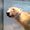 Photo of Polar B.