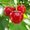 Photo of Cherry K.