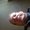 Photo of Neil T.