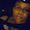 Photo of Ebony B.
