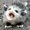 Photo of Rat T.