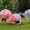 Photo of Seattle Knockerball B.