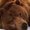 Photo of Donya A.