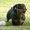 Photo of Scout T.