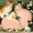 Photo of Vinca P.