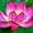Photo of Lotus B.
