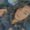 Photo of Shareen R.