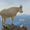 Photo of Moutain G.
