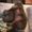 Photo of Chayleanne E.