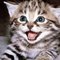 Meowth P.