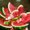 Photo of Sammy M.