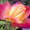 Photo of Sarika S.