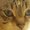 Photo of Catmama B.