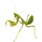Photo of Mantis T.