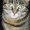 Photo of Simba T.