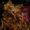 Photo of Morgyn D.
