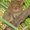 Photo of Tarsier L.
