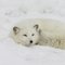 Arctic Fox B.