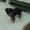 Photo of Cat D.