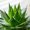 Photo of Aloe V.