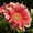 Photo of Debra L.