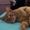 Photo of Luna B.