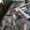 Photo of Shere P.