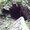 Photo of Hafsa A.