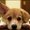 Photo of Xin L.