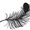 Photo of Feather W.