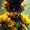 Photo of Dandelion X.
