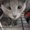 Photo of Gobie T.