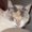 Photo of AngelKittyMom F.