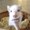 Photo of Wag More Bark Less S.